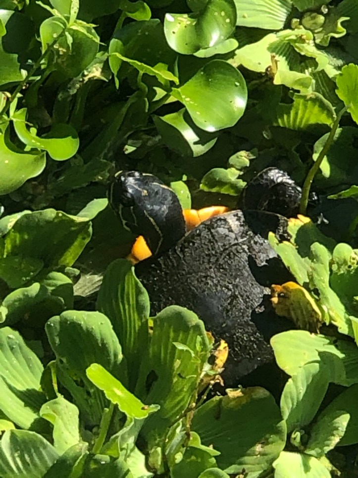 E82305BB-A307-434F-B995-C7338E0E9176