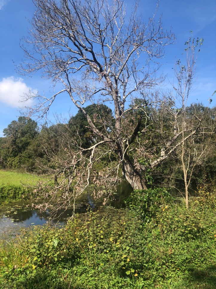 ECDC05EF-8A3B-4E07-8459-6B5EB67203C3